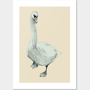 Swan Posters and Art